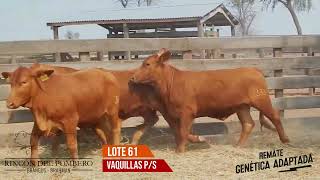 LOTE 61 RINCON DEL POMBERO [upl. by Innor]