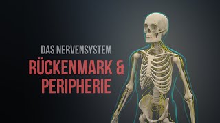 Nervensystem Teil 1  Rückenmark und Peripherie Animation [upl. by Lee405]