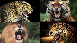 RUGIDO DOS GRANDES FELINOS UM DOS SONS MAIS FANTÁSTICOS DO MUNDO LEÕES TIGRES LEOPARDOS E ONÇAS [upl. by Ferna190]