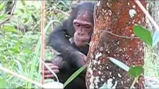 Chimpanzee Research in Tanzania [upl. by Duhl]