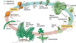 Fern Life Cycle [upl. by Favrot423]