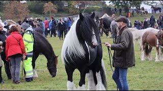 Is this the Most Beautiful Horse at Ballinasloe Horse Fair [upl. by Emiaj]