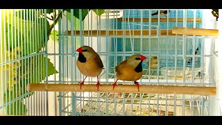 Long Tail  Shaft Tail Finch Breeding Guide [upl. by Atirehc]