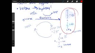 Fermentation AP BIOLOGY [upl. by Wilbert]