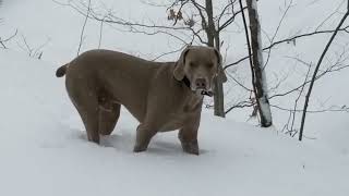 kd lang  Crying live in Austin  Holder The Weimaraner [upl. by Weisbart337]