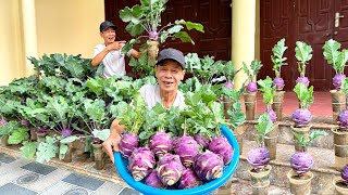 Grow high yielding Kohlrabi with just a cup of soil no watering required [upl. by Abad]