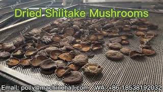 Organic Dried Shiitake Mushrooms Wholesale Price shiitake shiitakemushrooms driedmushrooms [upl. by Aihsak]