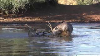 Waterbuck fight [upl. by Griffis]