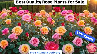 Rose Plants For Sale🌹Free Gift With Every Order 🎁 Free India Delivery🌹WhatsApp 8250221446🌹350Rose [upl. by Esma]