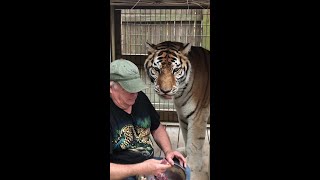 Mark McCarthy feeds Bengal tiger at McCarthys Wildlife Sanctuary [upl. by Darrin]