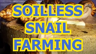 PRACTICAL SOILLESS SNAIL FARMING [upl. by Lederer387]