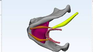 Submandibular Space [upl. by Ledairam]