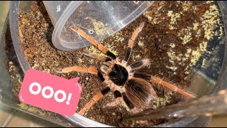 Managed to get the other tarantula out from last week [upl. by Shermie]