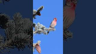 House Finch Bird Song shorts [upl. by Noxas]