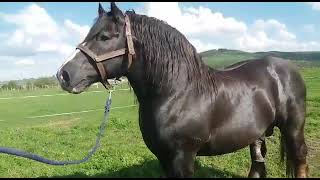 quotEMPERADORquot 🐎🔝👑de Ganadería Álvaro Rodríguez Cantabria [upl. by Nawuj]