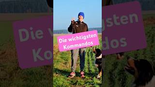 hundeerziehung DIE 3 WICHTIGSTEN KOMMANDOS beim hundetraining [upl. by Carmita]