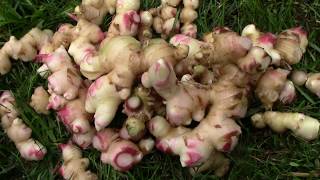 How to store ginger at home [upl. by Maybelle859]