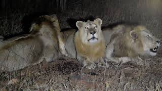 wild Male lions roaring [upl. by Codee309]