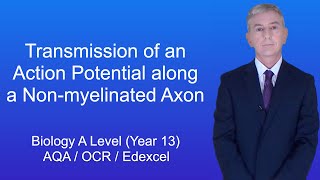 A Level Biology Revision Year 13 quotTransmission of an Action Potential along a Nonmyelinated Axonquot [upl. by Bronson]