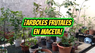 ¡Como tener FRUTALES EN MACETA [upl. by Onilatac945]