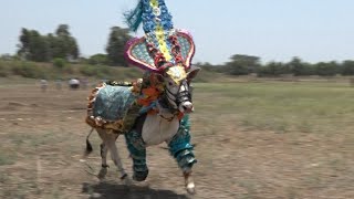 Haveri King Hori Habba  Hallikar bull running Kobbari Habba [upl. by Reggy212]