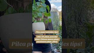 How to care for a pilea peperomioides chinesemoneyplant pileatips plantcare planthacks [upl. by Aslehc65]