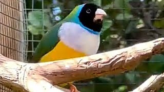 Gouldian finches Aviary 🐦Love birds sounds🐥 Finches Aviary 🐦Budgies sounds🐤Funny birds [upl. by Pelson]