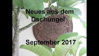 Neues aus dem Dschungel  September 2017 [upl. by Nosila]