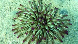 Condylactis Gigantea Anemone  Finding Nemo  Nemos home  Turkish coasts  Aegean Sea [upl. by Lotsirhc853]