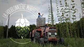 La culture du houblon  la Houblonnière Maraichère [upl. by Zandra475]