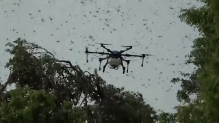 Drones vs Locusts [upl. by Erl]