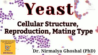 Yeast Structure Mode of Reproduction Mating Type Switching yeast [upl. by Modeste]