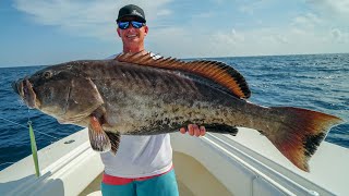 GIANT Rare Grouper Catch Clean Cook Copper Belly Gag Grouper Panama City Fishing [upl. by Esmerelda]