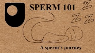 SPERM 101 Whats A Sperms Journey Like 23 [upl. by Idnal]