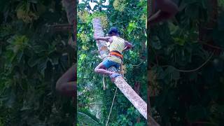 8610339350 tree cutter in kaniyakumari  amazing tree cutting [upl. by Brotherson]