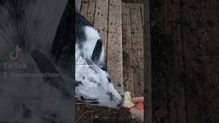 goat babyanimals babygoats cute farmlife fyp [upl. by Andras168]