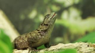 Sceloporus malachiticus [upl. by Annoyek520]