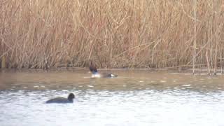 21220 Fuligule nyroca Aythya nyroca Ferruginous Duck [upl. by Connel]