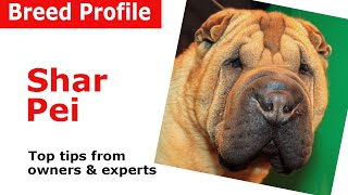 Shar Pei dog breed advice [upl. by Netsua]