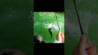 💥Crazy Catfish 🎣 TOP 10  N°9 fishing pêche silure fish [upl. by Rossi]