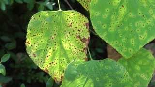 Leaf Spot on Redbud [upl. by Ihculo929]