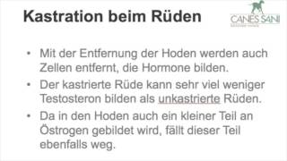 Rüde kastrieren  Was passiert bei der Kastration des Rüden genau [upl. by Eiggem251]