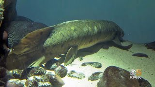 Oldest Living Aquarium Fish Swims at California Academy of Sciences [upl. by Waligore]