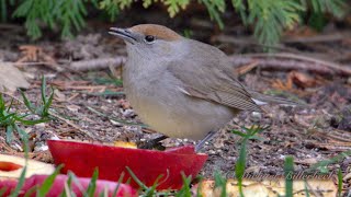 Eurasian Blackcap Sylvia atricapilla ♀  Mönchsgrasmücke [upl. by Eanwahs]