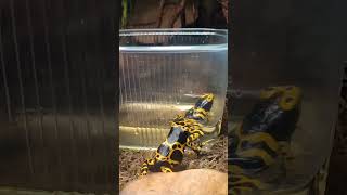 Dendrobates leucomelos с головастиком на спине [upl. by Ariamo]