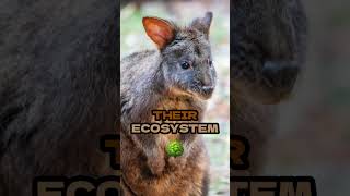 Discover the Adorable Tasmanian Pademelon TasmanianPademelon cuteanimals wildlifewonders [upl. by Warwick417]