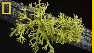 Whats in a Lichen How Scientists Got It Wrong for 150 Years  Short Film Showcase [upl. by Ardnosal63]