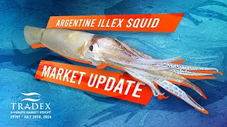 3MMI  The Argentine Illex Squid Market [upl. by Feil]