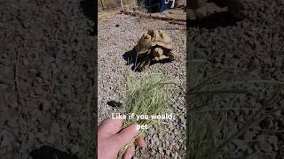 Clyde one of the sulcata tortoises not to impressed with me trying to clean the yard [upl. by Teik]