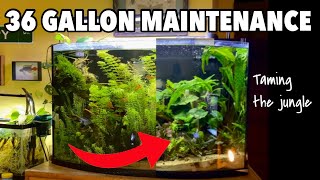 Insane Aquarium Transformation Maintaining the 36 Gallon Bowfront [upl. by Hobard]